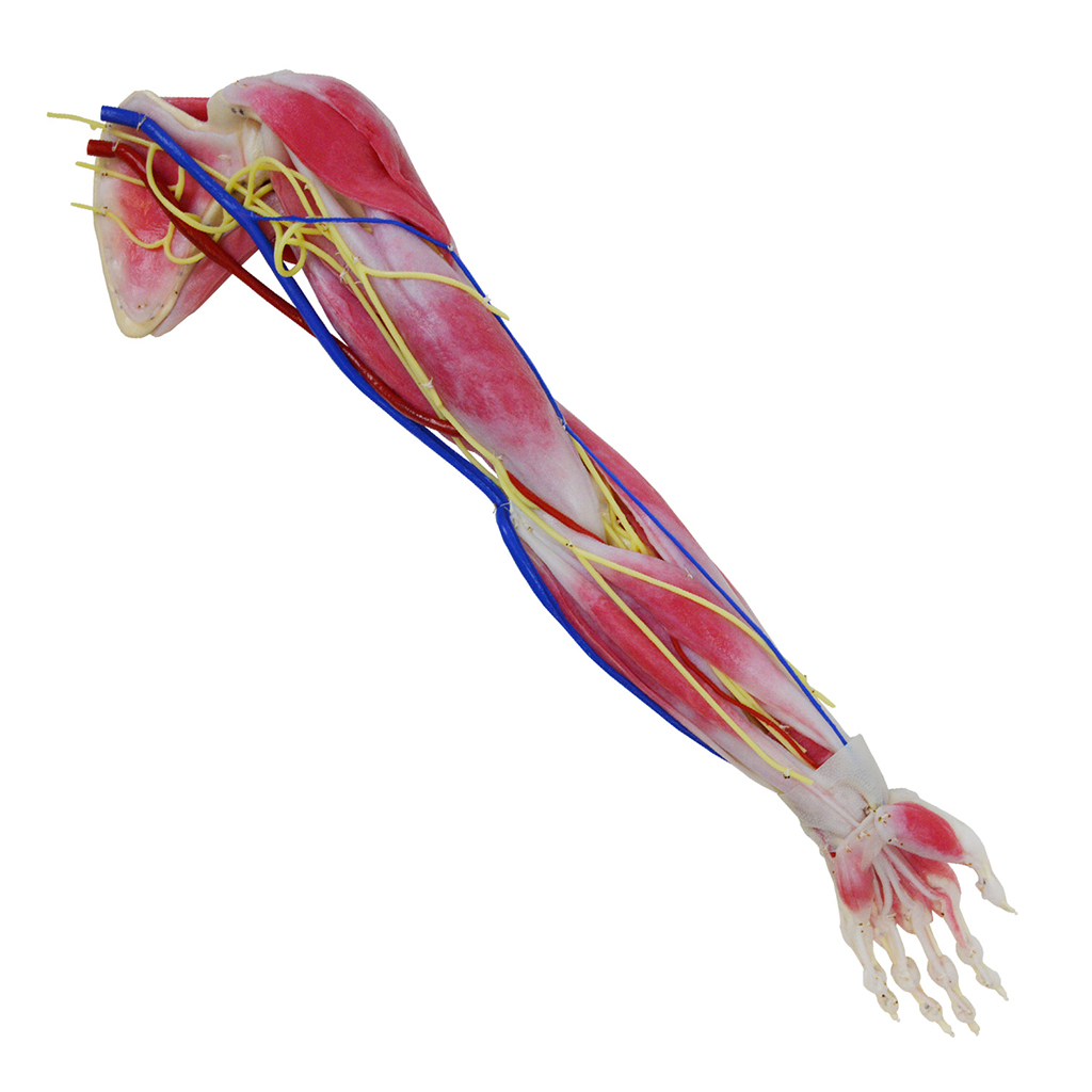 SynTissue Arm